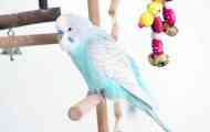 Parrot харесва филма любов и гълъби